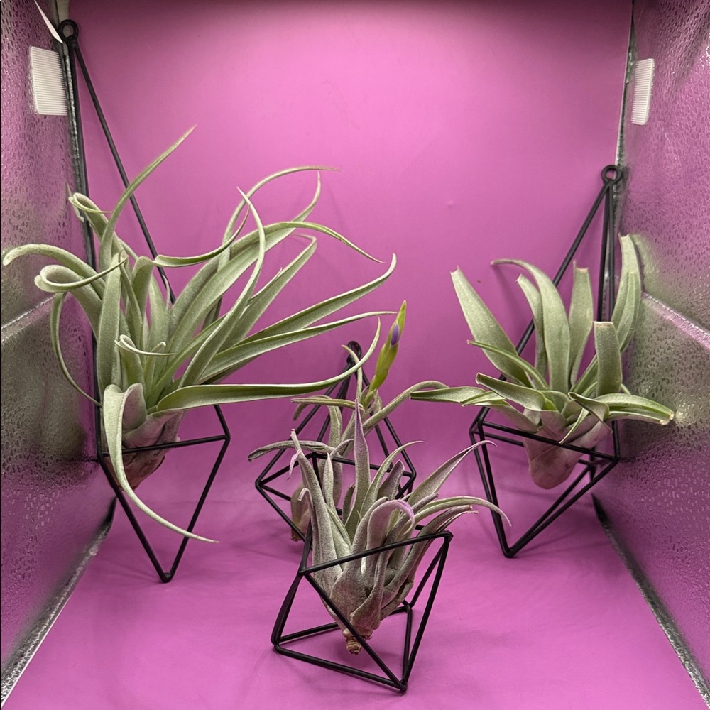 Set of 4 Geometric air plant Hanging Holders - Black